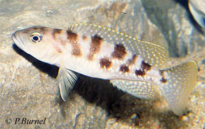 Lepidiolamprologus profundicola
